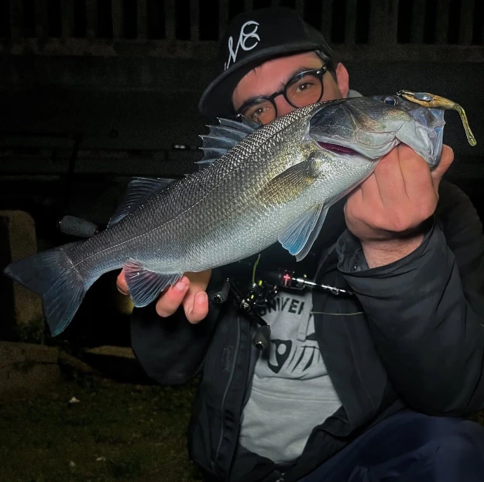 spigola softbait
