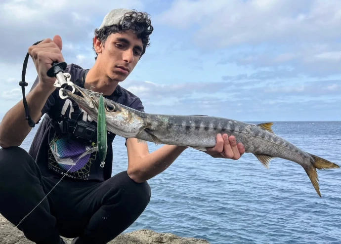 barracuda